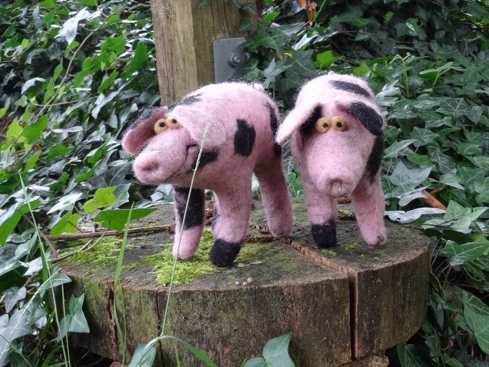 zwei gefilzte Bentheimer Landschweine auf einer Wiese