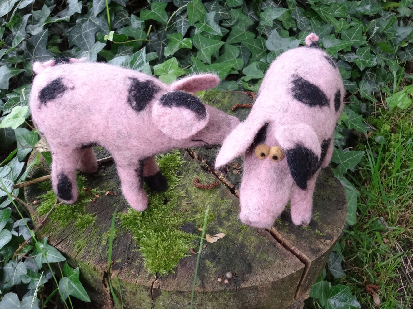 zwei gefilzte Bentheimer Landschweine auf der Wiese